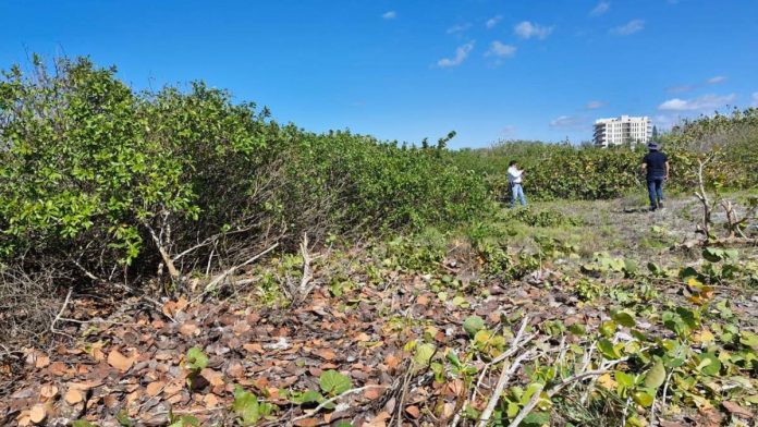 Destrucción Ilegal de Manglares en Sisal, Yucatán