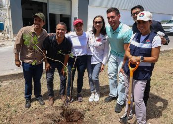 Reforestan camellón central de la Calle Cabo Catoche en Cancún