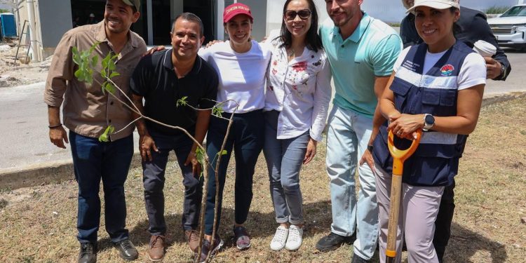 Reforestan camellón central de la Calle Cabo Catoche en Cancún