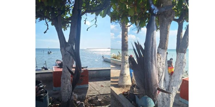 Capturan Pez Marlín en el puerto de Seybaplaya en Campeche