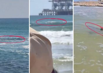 Hombre muere tras ser atacado por un tiburón en playas de Israel