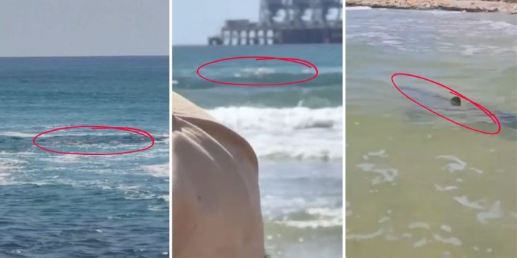 Hombre muere tras ser atacado por un tiburón en playas de Israel