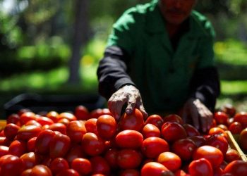 El Acuerdo de Tomates entre México y EE. UU.