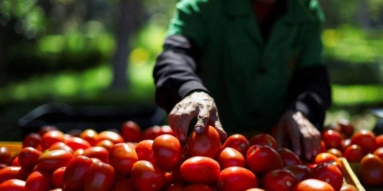 El Acuerdo de Tomates entre México y EE. UU.