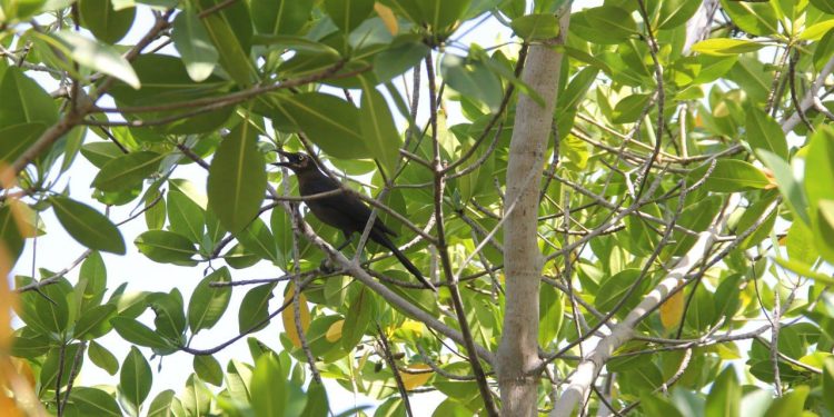 Instalan la Comisión de Cuenca del Norte de Quintana Roo