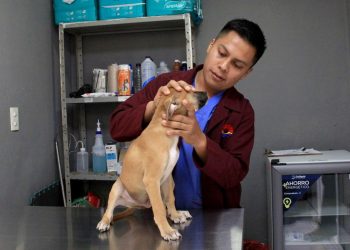 Ana Paty Peralta mantiene acciones permanente para combatir el maltrato animal