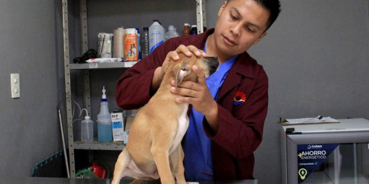 Ana Paty Peralta mantiene acciones permanente para combatir el maltrato animal