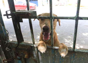 Cancun refuerza acciones contra el maltrato y abandono animal