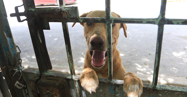 Cancun refuerza acciones contra el maltrato y abandono animal