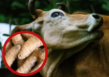 Alerta Regresa la plaga del gusano barrenador