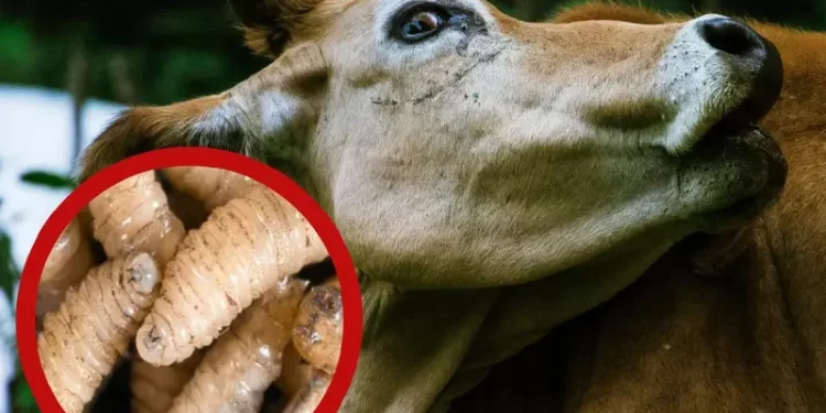 Alerta Regresa la plaga del gusano barrenador