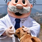 ¿Qué animales atenderán en Simi Pet Care?
