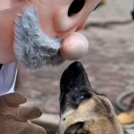 ¿Qué animales atenderán en Simi Pet Care?