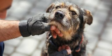 Rescate animal