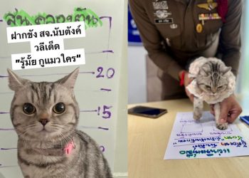 Arrestan a gatita por morder a Policías en Bangkok, Tailandia