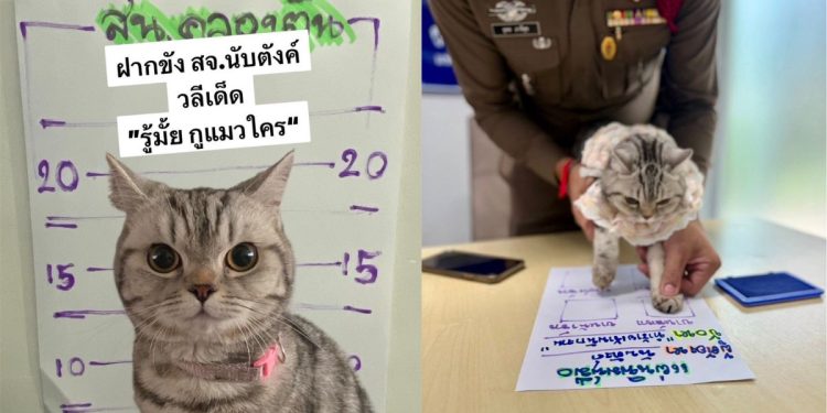 Arrestan a gatita por morder a Policías en Bangkok, Tailandia