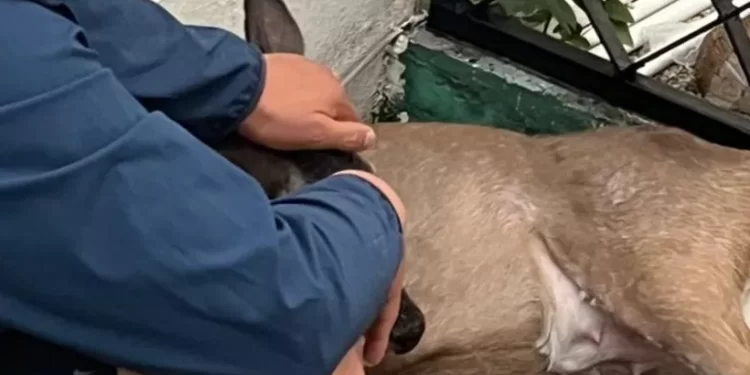 Atropellan a venado cola blanca en Playacar