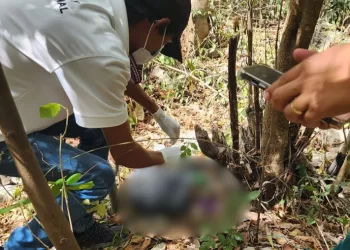 Hallan cadáveres de mascotas en basurero clandestino de Cancún