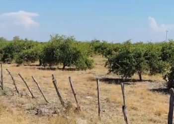 Jornalero muere tras explotarle un explosivo en Apatzingán, Michoacán