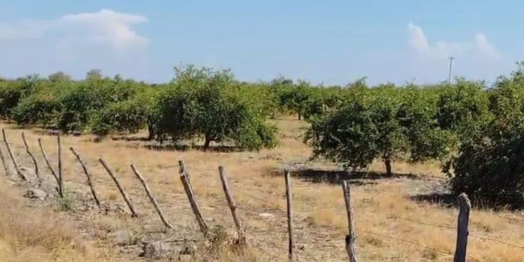 Jornalero muere tras explotarle un explosivo en Apatzingán, Michoacán
