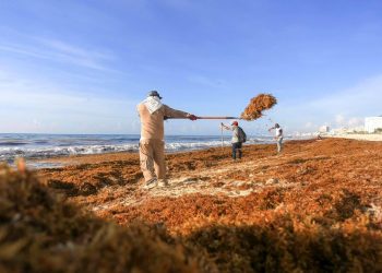 Sargazo Invade el Caribe Mexicano 200 Mil Toneladas en las Playas