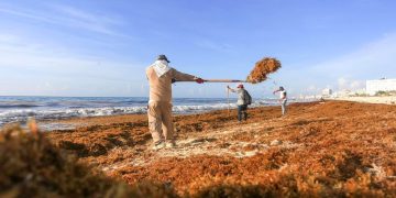 Sargazo Invade el Caribe Mexicano 200 Mil Toneladas en las Playas