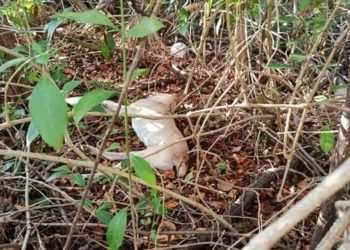 Envenenan a Tres Perros en Unicaribe de cancun