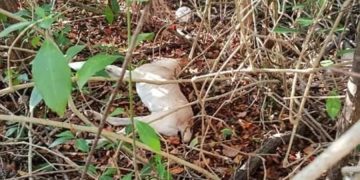 Envenenan a Tres Perros en Unicaribe de cancun