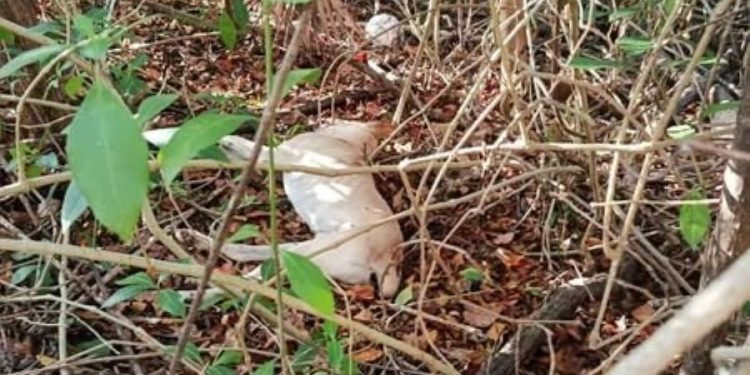 Envenenan a Tres Perros en Unicaribe de cancun