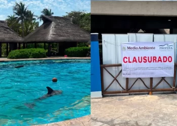 Profepa clausura Dolphinaris Barceló en Quintana Roo por maltrato animal