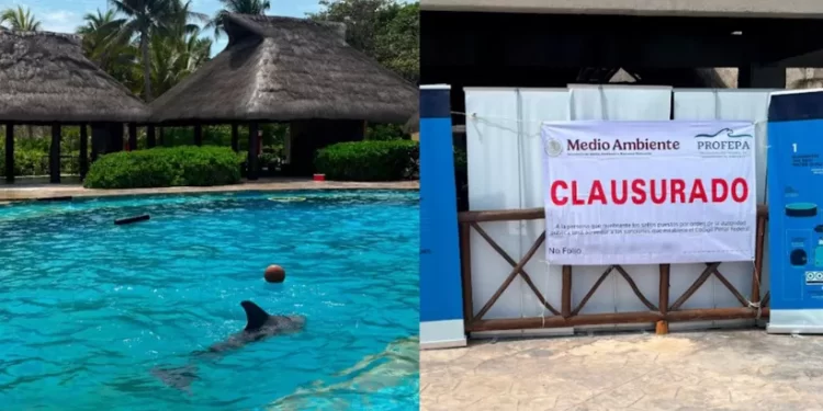 Profepa clausura Dolphinaris Barceló en Quintana Roo por maltrato animal