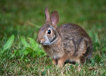 Reaparece el conejo de Omiltemi en Guerrero, especie extinta hace más de 120 años