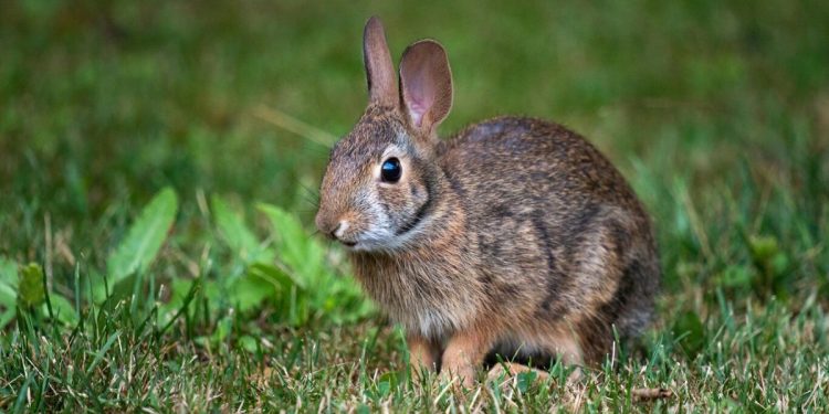 Reaparece el conejo de Omiltemi en Guerrero, especie extinta hace más de 120 años
