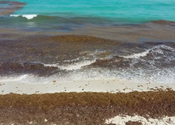 Alerta: Sargazo en playas del Caribe mexicano 2025