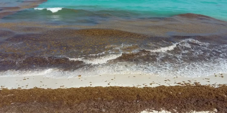 Alerta: Sargazo en playas del Caribe mexicano 2025