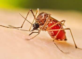 Vuelve el dengue Casos en aumento en Yucatan y Quintana Roo