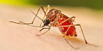 Vuelve el dengue Casos en aumento en Yucatan y Quintana Roo