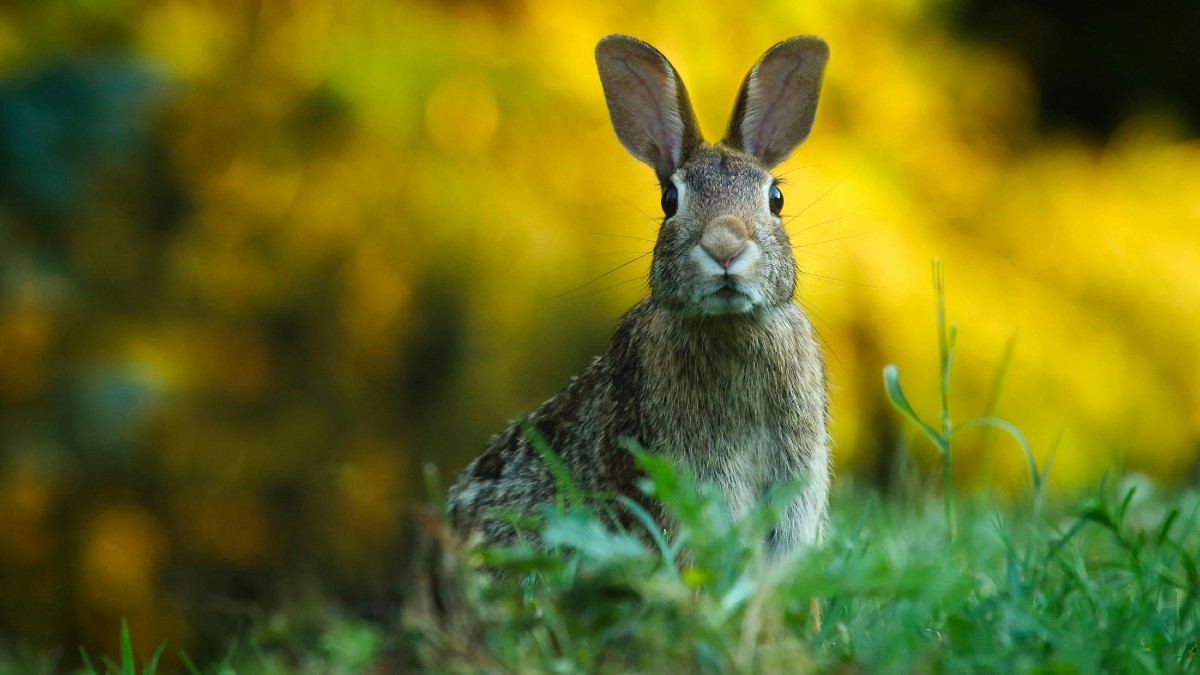 Reaparece el conejo de Omiltemi en Guerrero, especie extinta hace más de 120 años