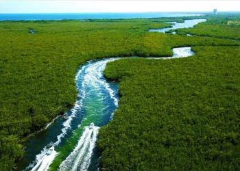 Manglares de cancún