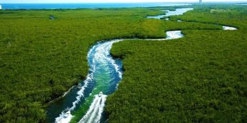 Manglares de cancún