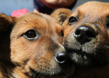 Programa de perritos