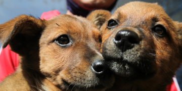 Programa de perritos