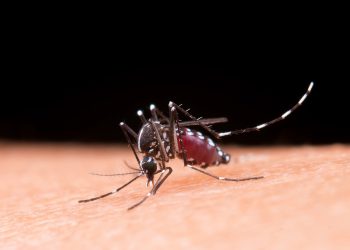Acciones para prevenir el dengue que salvan vidas