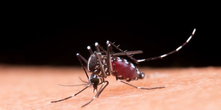 Acciones para prevenir el dengue que salvan vidas