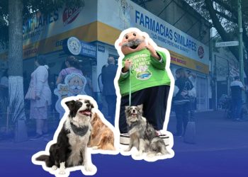 Atención veterinaria a bajo costo ya disponible