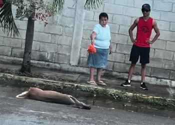 Atropellan venado en Chetumal y escapa el responsable