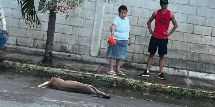 Atropellan venado en Chetumal y escapa el responsable