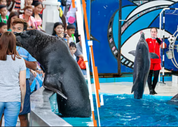 Senado prohíben espectáculos con delfines y mamíferos marinos