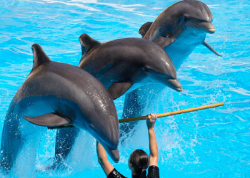 Fin a los delfinarios en Quintana Roo: ¿Adiós definitivo?