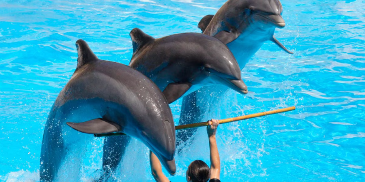 Fin a los delfinarios en Quintana Roo: ¿Adiós definitivo?